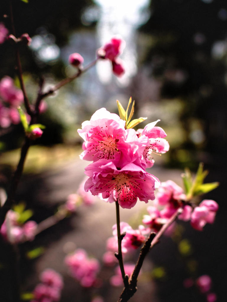 はなもも