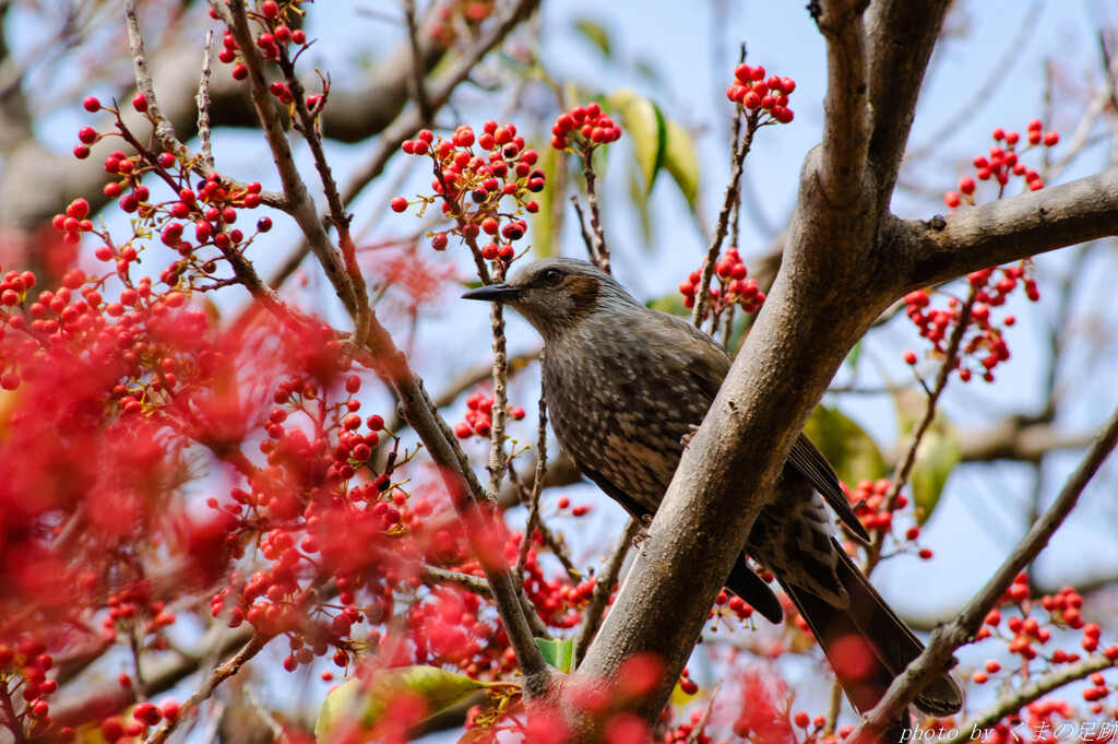 紅の楽園