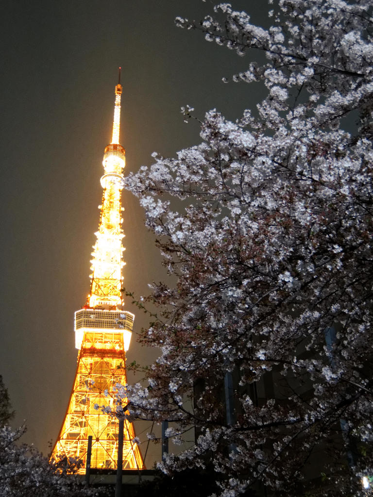 夜桜