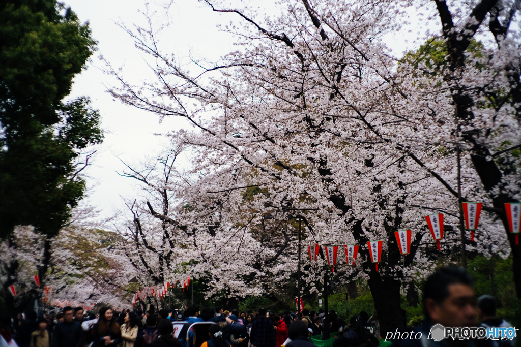 はしご桜