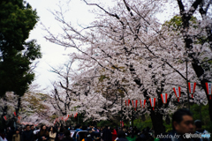 はしご桜