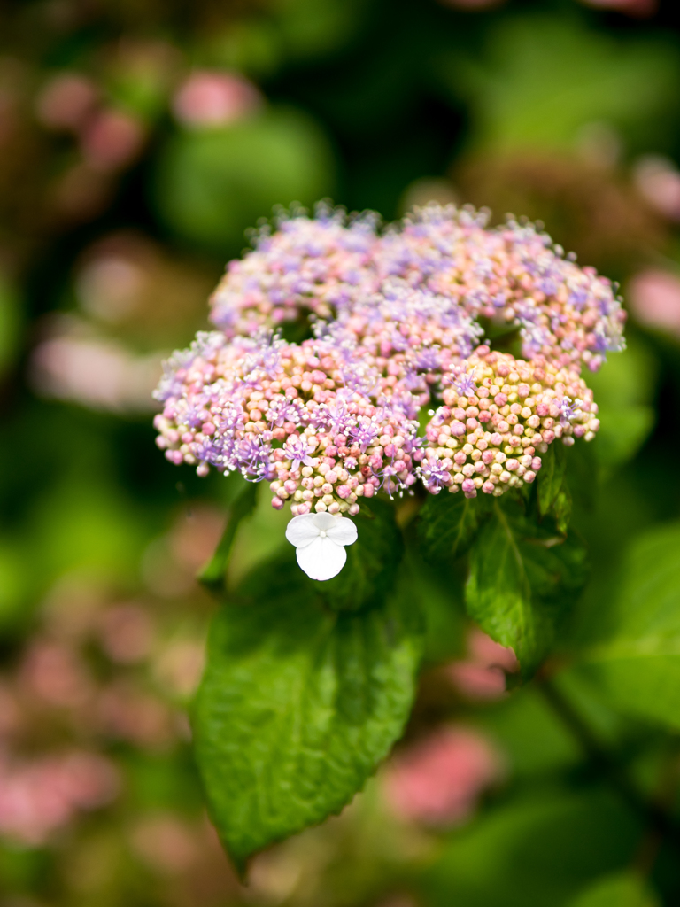 はな・あふれて