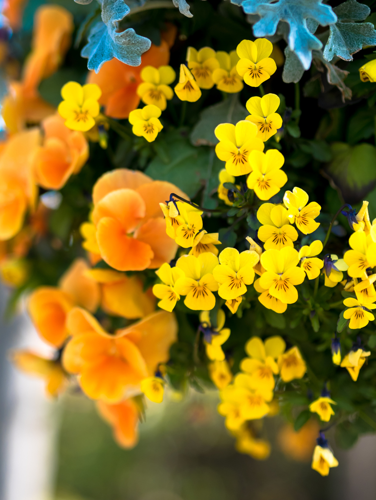 人生には花がなくっちゃ