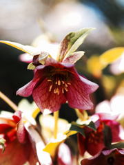 クリスマスローズ