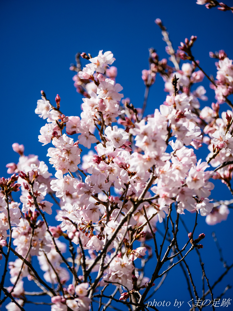 天気予報は雪を告ぐ