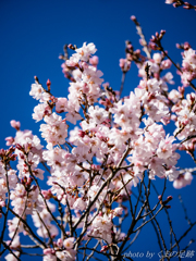 天気予報は雪を告ぐ