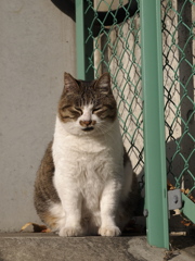 この猫･･･凶暴につき