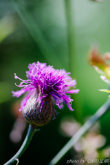 メデューサの誘惑