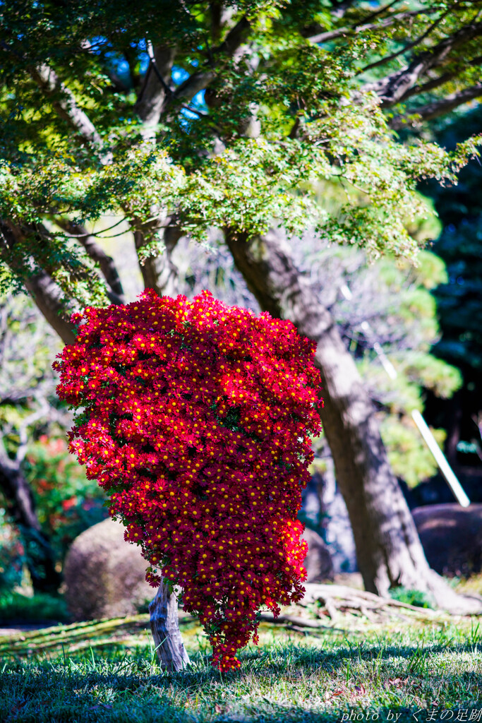 紅の盾