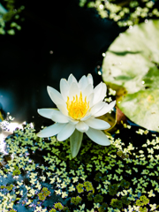 楽園