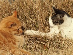 春眠ねこパンチ！！