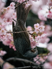 花鳥風月