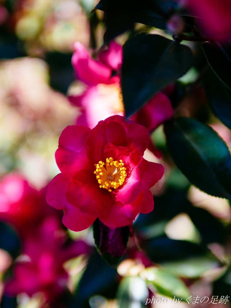 やさしい歌を聴かせて