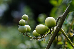 懐かしの団子三兄弟