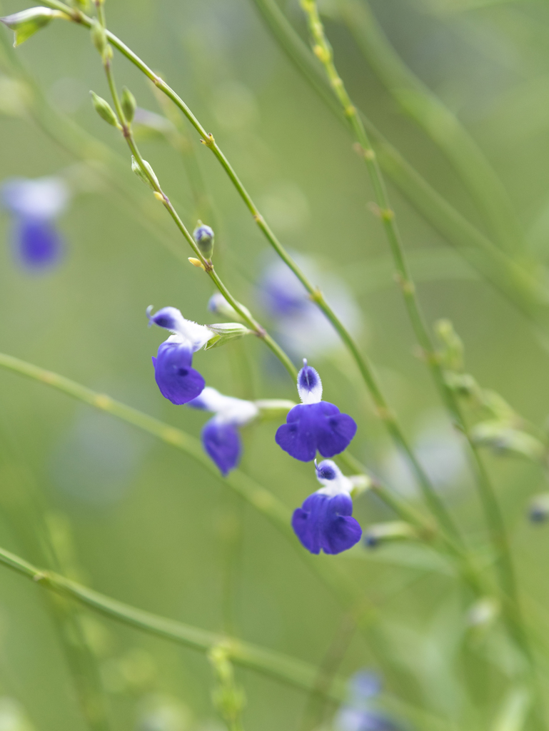 あおいエプロン