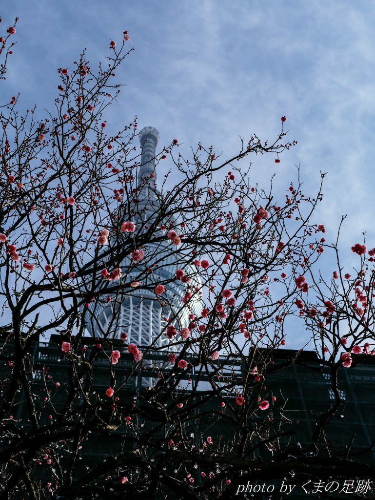 うめツリー：SIGMA 30mm F1.4