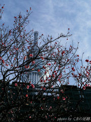 うめツリー：SIGMA 30mm F1.4