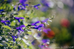 とどかないもの