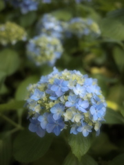 淡き初恋