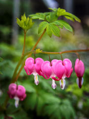 春のヒッチハイク