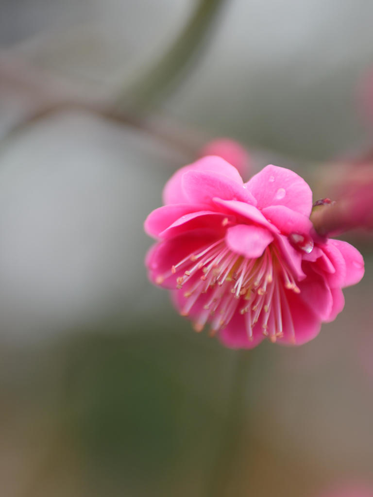 Rainy Valentine