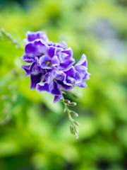 やさしいいいろ