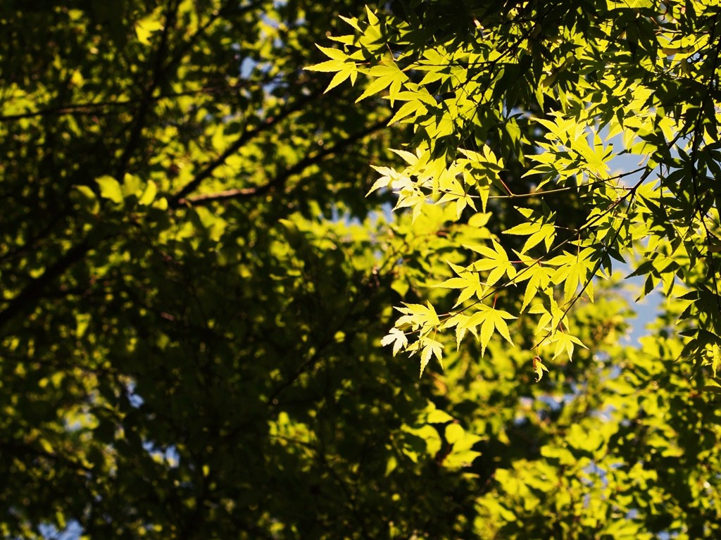 初夏の彩り ⅩⅩⅧ