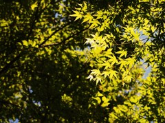 初夏の彩り ⅩⅩⅧ