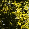 初夏の彩り ⅩⅩⅧ