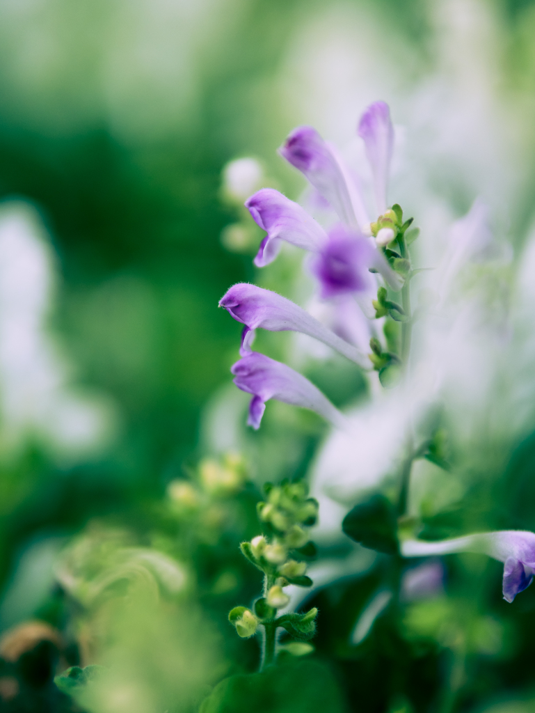 多重露出･･･ではありません