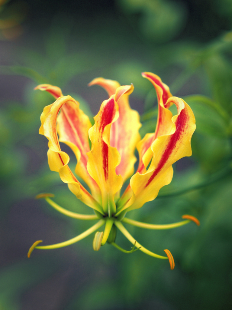 ちいさくピース