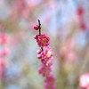春の鼓動Ⅹ