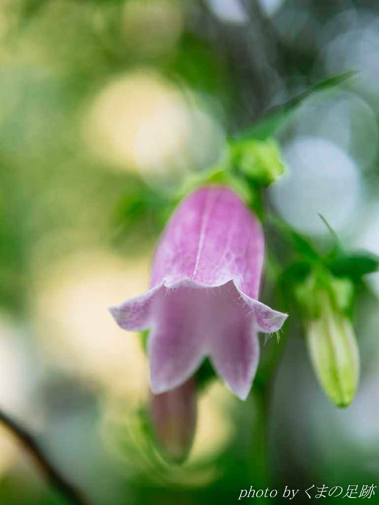 ほたるのおうち