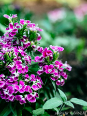 すでに初夏バテ