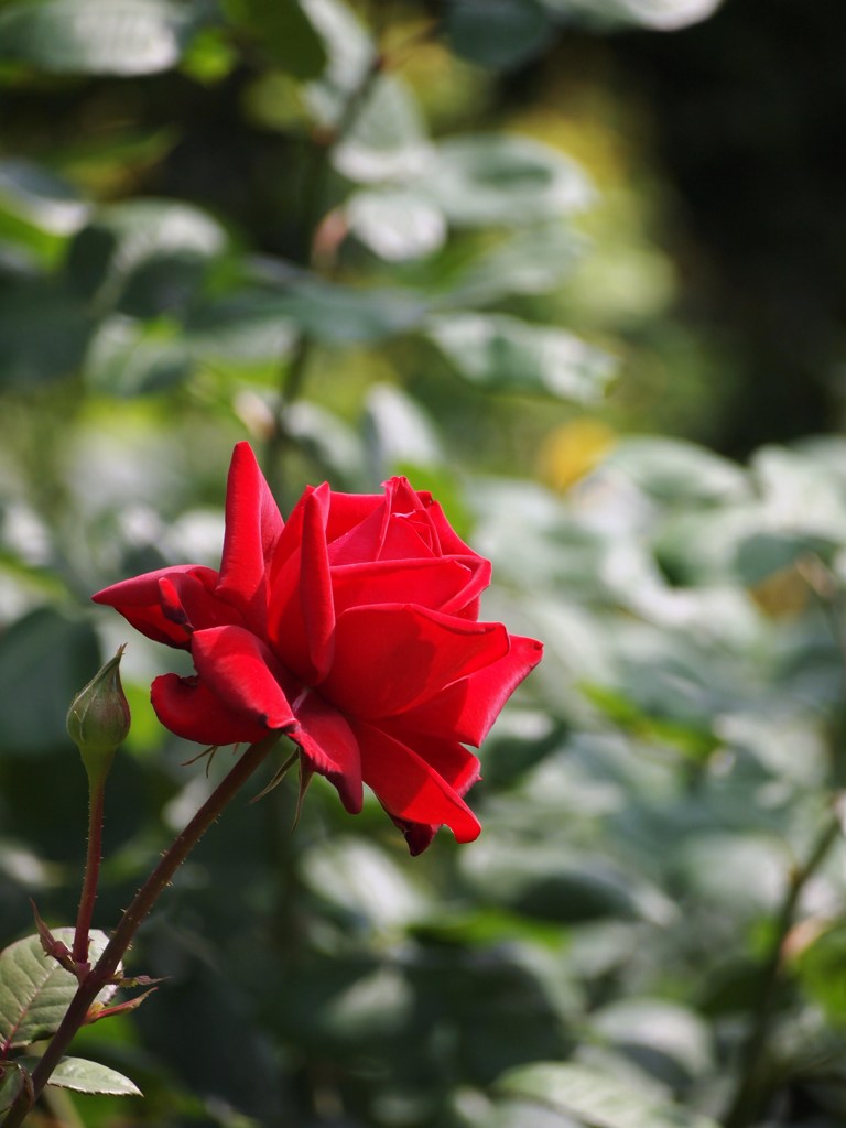 rose-garden ⅩⅤ