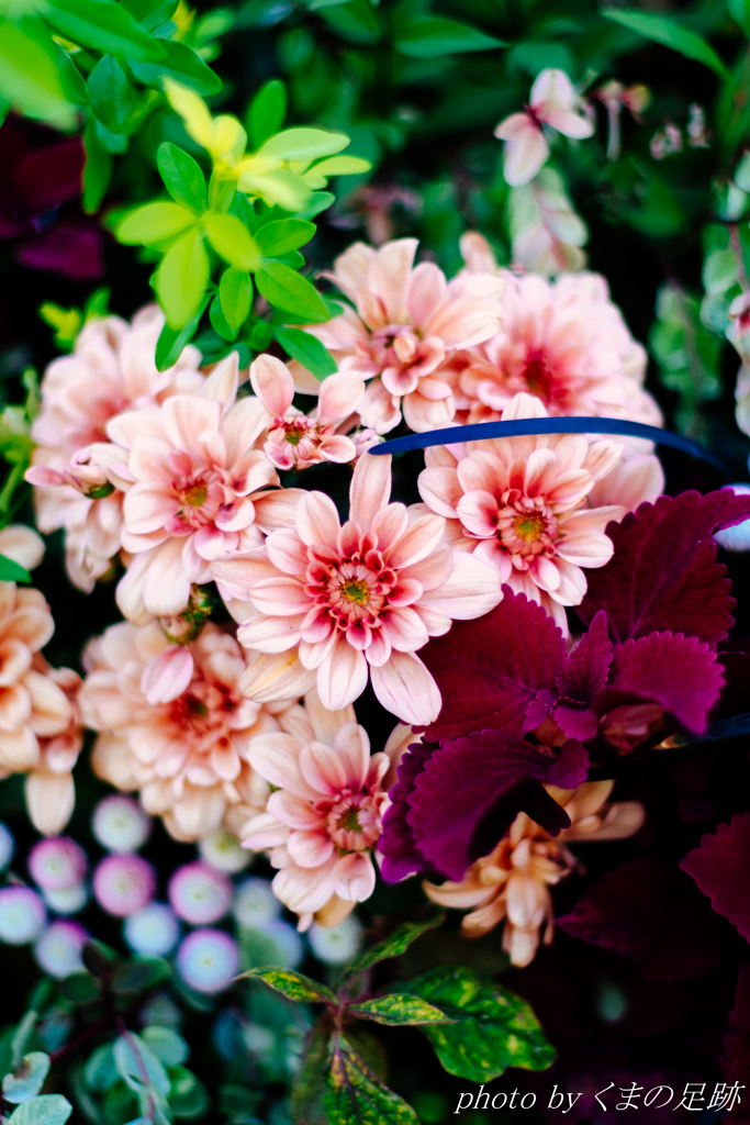 恋の花咲くこともある