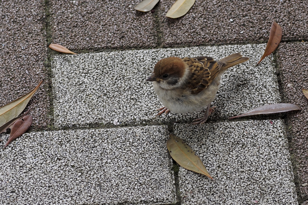 かわいこちゃん