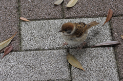 かわいこちゃん