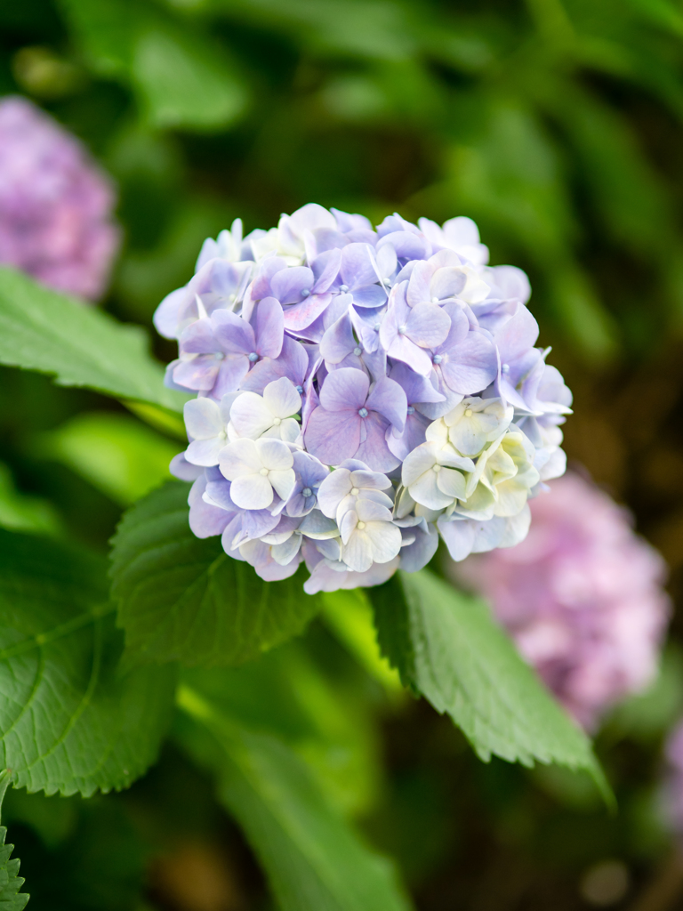 おしくらまんじゅう