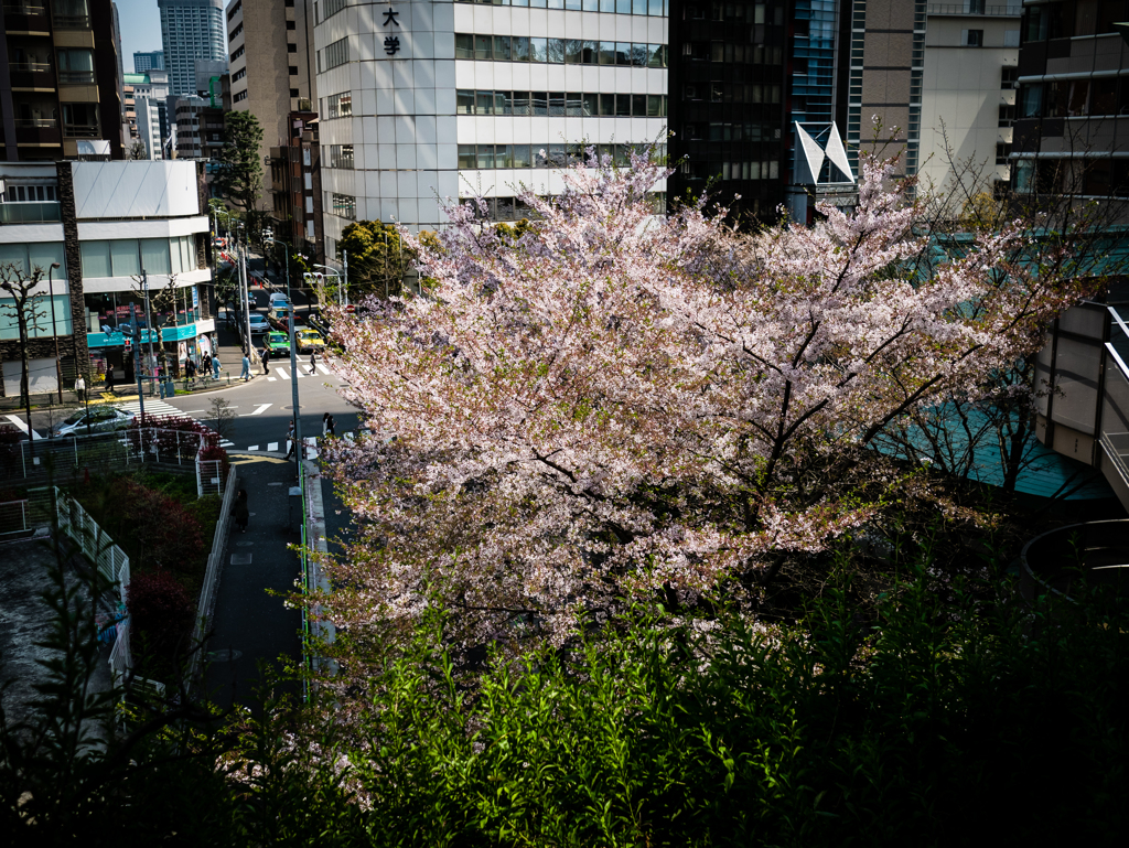 葉桜