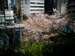 葉桜
