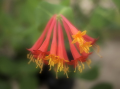 ふぁんふぁーれ