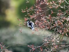 鳥の実