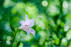 ミドリに溶ける