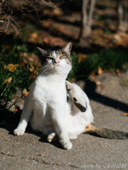 吾輩は猫である