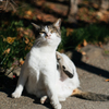 吾輩は猫である