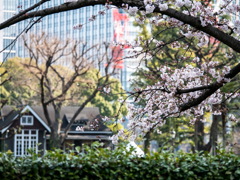 街に春が来る