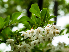 こうべを垂れるエゴ