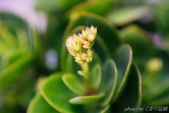 天ぷらには向かない