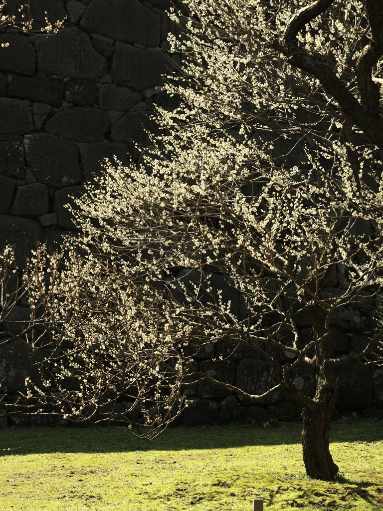 春の雅 Ⅰ